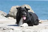 BORDER COLLIE 1584
